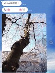 Virtual Cherry Blossom Viewing by Miyuki Mihira